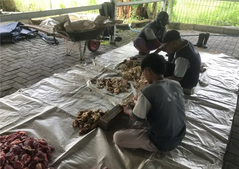 Semangat Berbagi dalam Momen Idul Adha 1446 H dengan Penyembelihan Hewan Qurban